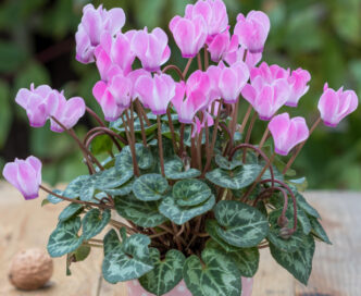 Lunga vita ai ciclamini