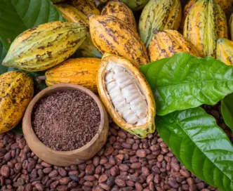 Cacao